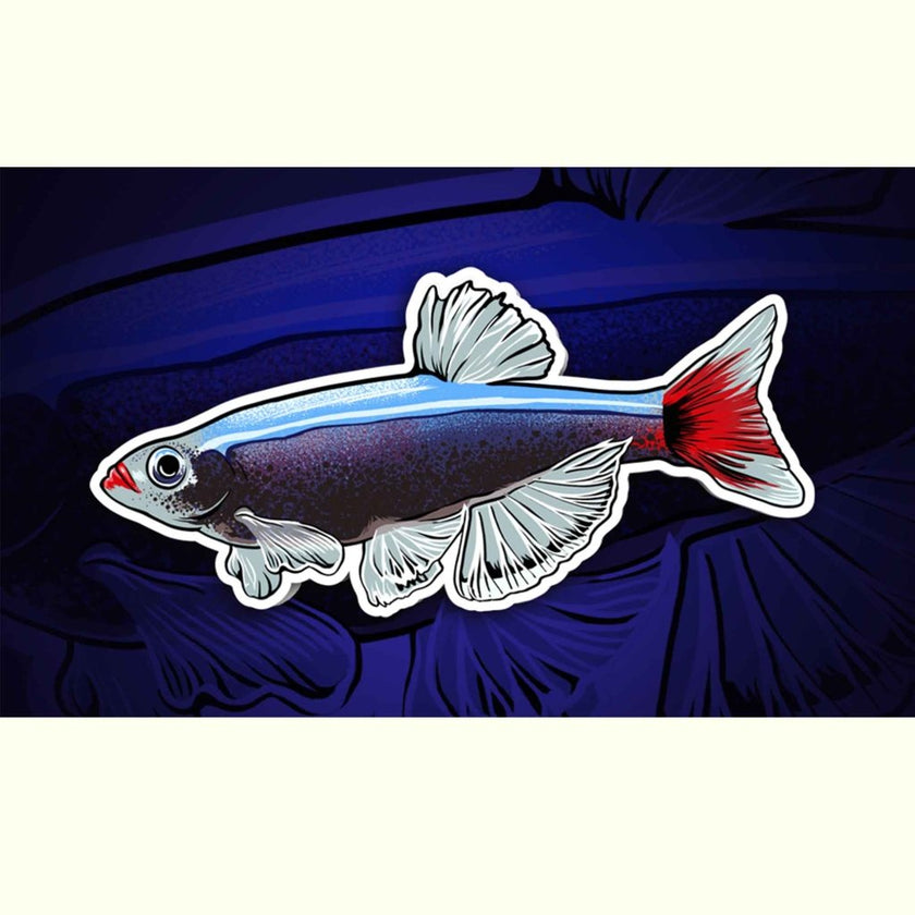 white-cloud-mountain-minnow-decal-sticker-1876774