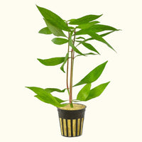 Link to: Live Plants