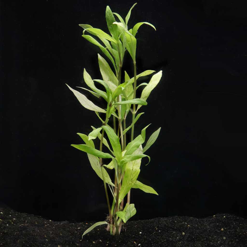 willow-hygro-9000183