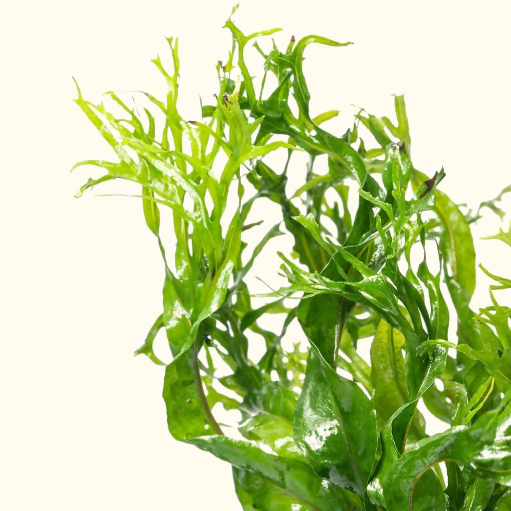 Windelov Java Fern | Fish Tank Plants | Live Aquarium Plants for Sale ...