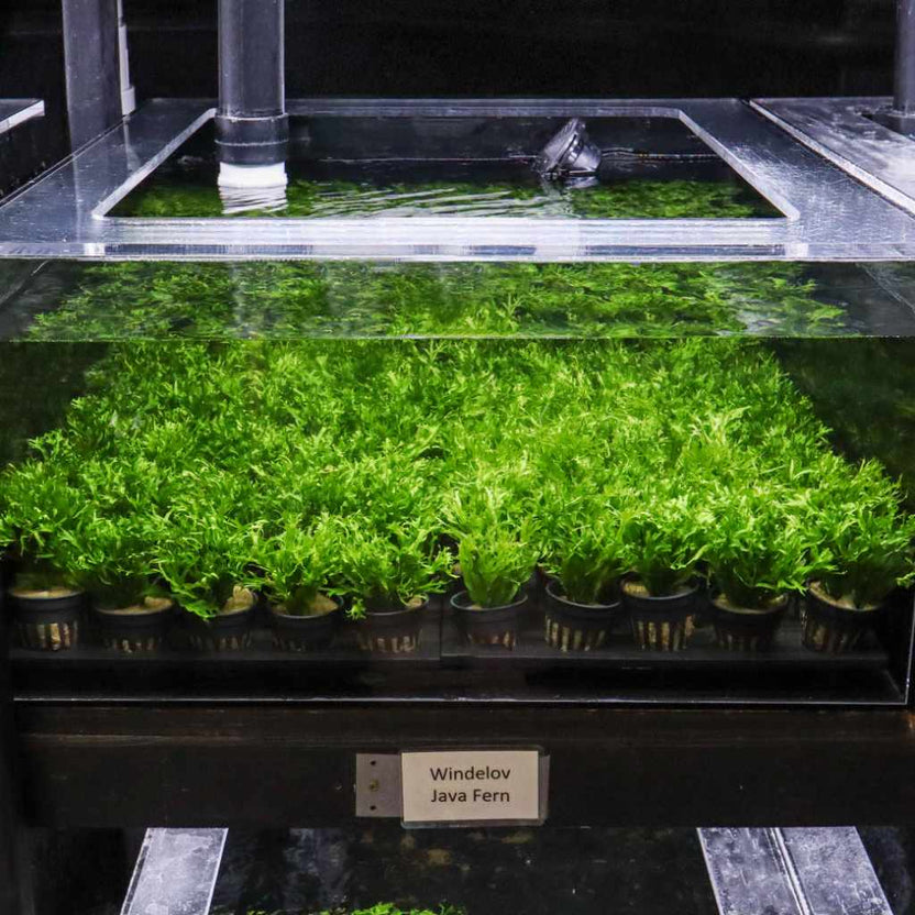 Windelov Java Fern | Fish Tank Plants | Live Aquarium Plants for Sale ...