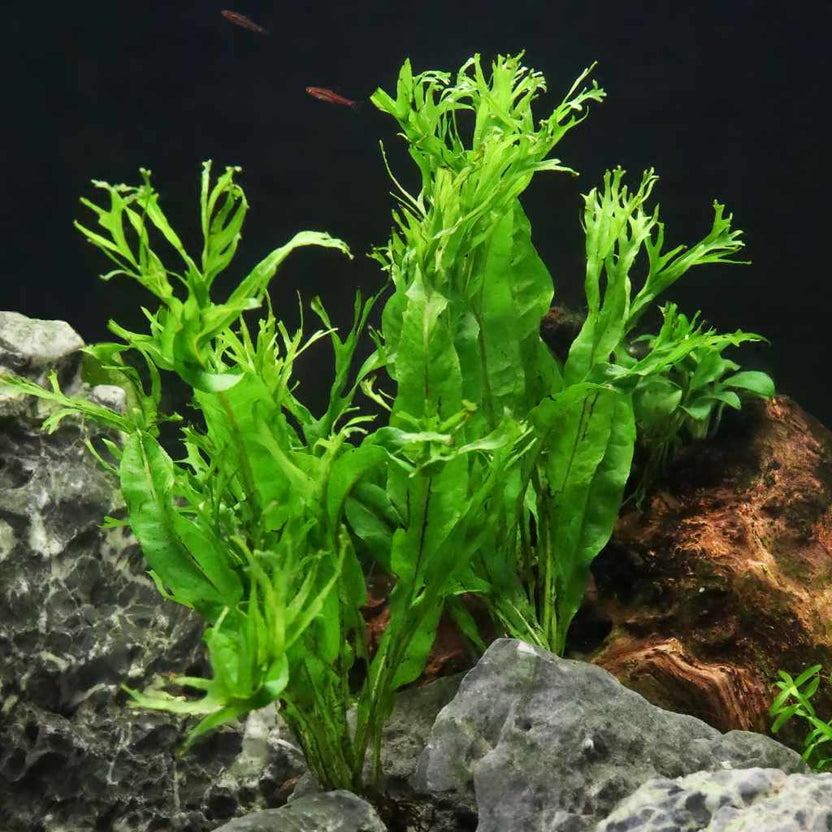 Windelov Java Fern | Fish Tank Plants | Live Aquarium Plants for Sale ...