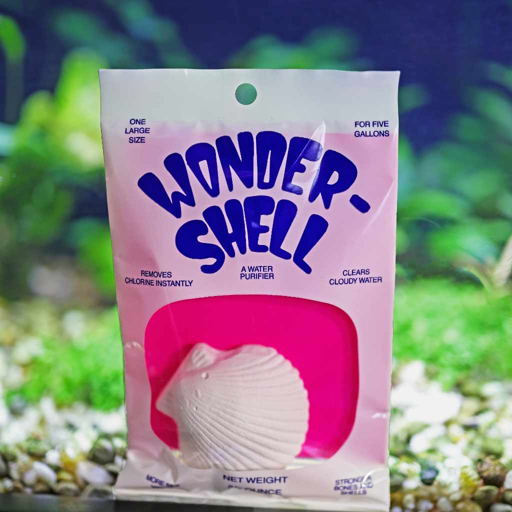 wonder-shell-5581676