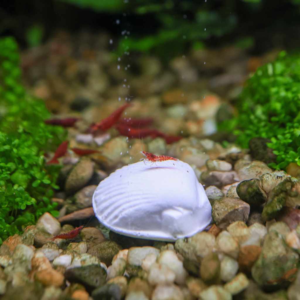 wonder-shell-6647452