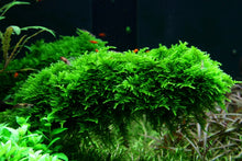 Load image into Gallery viewer, Vesicularia Dubyana &amp;#39;Christmas Moss&amp;#39; Tissue Culture
