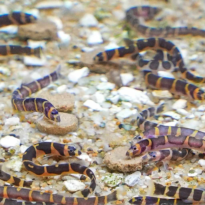 xtreme-bottom-wafers-7671018