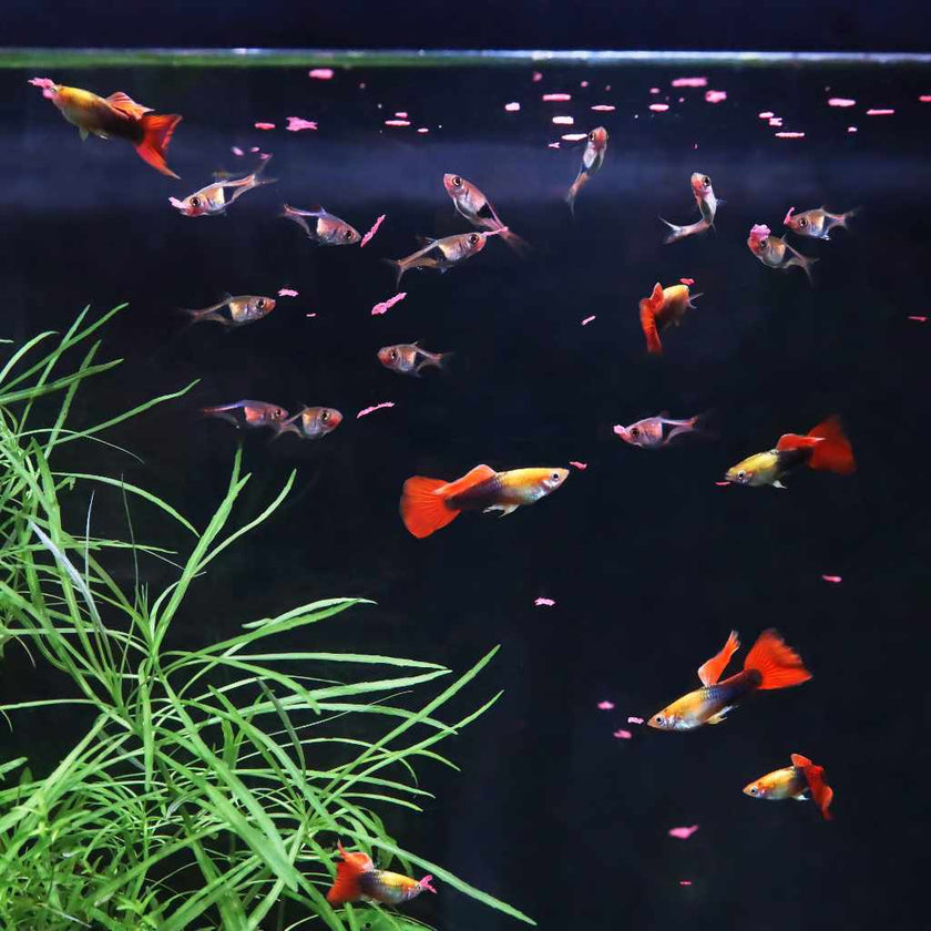 xtreme-krill-flakes-1405912