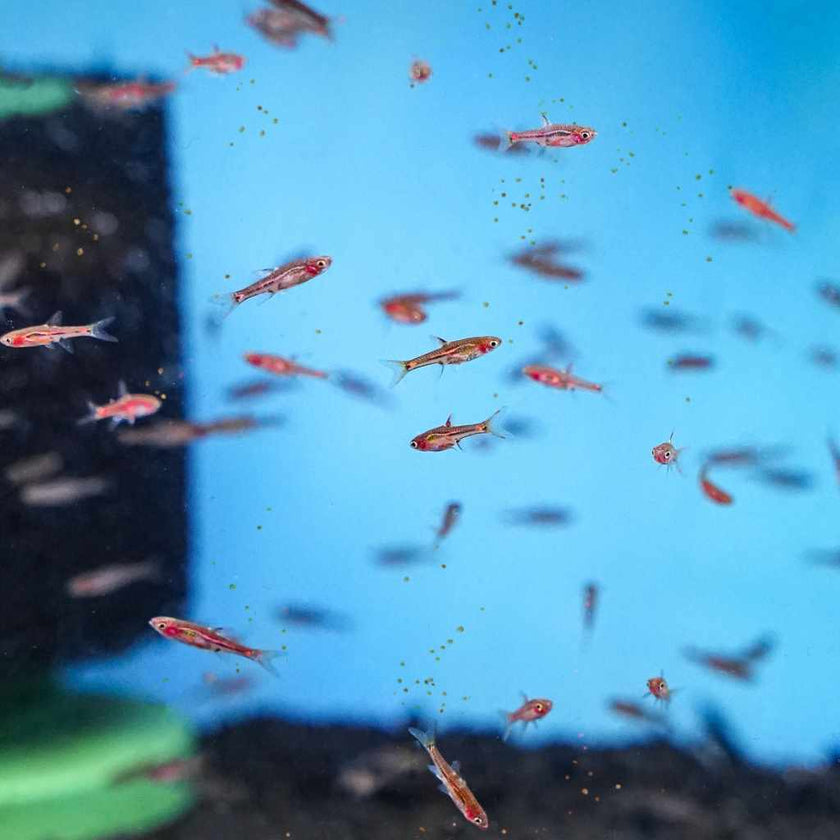 xtreme-nano-pellets-6991615