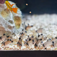 Load image into Gallery viewer, Xtreme Fish Food Xtreme NICE 1.5mm Slow-Sinking Pellets

