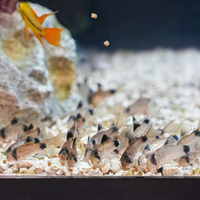 Load image into Gallery viewer, Xtreme NICE 1.5mm Slow - Sinking Pellets - Aquarium Co - Op
