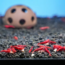 Load image into Gallery viewer, Xtreme Shrimpee Sinking Sticks - Aquarium Co - Op
