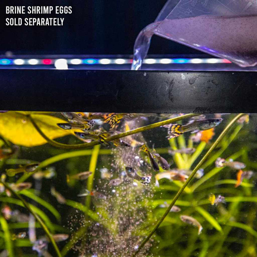 Ziss Brine Shrimp Hatchery Live Brine Shrimp for Feeding Baby Fish