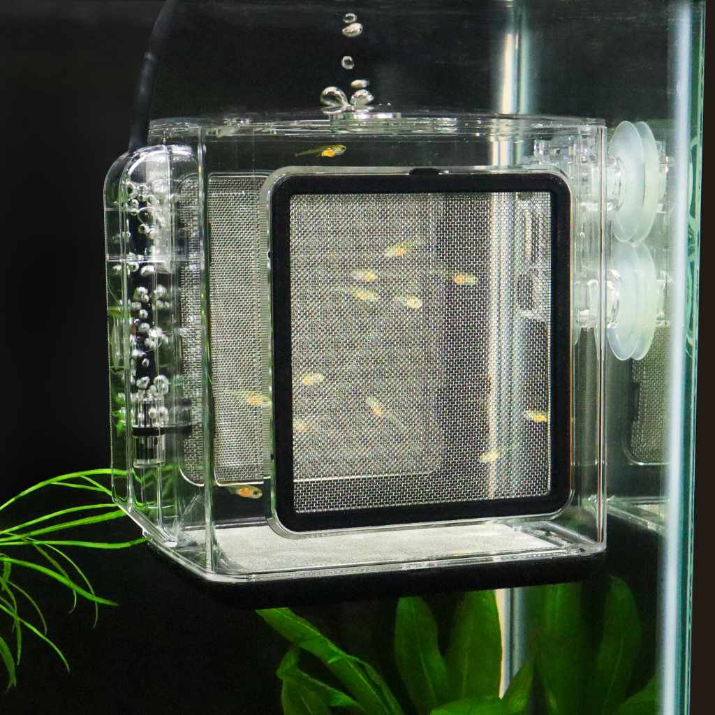 birthing box for fish Aquarium Breeding Box, Acrylic Double Layer Fishes Isolation Box/Baby Fishs Hatchery/Fry Breeder Guppy,Tropical Fishes, Floating Fish Incubator Tank Divider with Suction Cups, L size : Pet Supplies saving and can float automatically Ludlz Plastic Fish Breeding Isolation